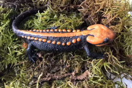 Phát hiện loài cá cóc hiếm ở Ngọc Linh