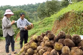 Sầu riêng ở Đắk Glong rụng trái bất thường