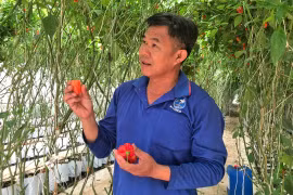 Trồng ớt mặt quỷ siêu cay theo hợp đồng