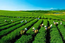 Nông trường quốc doanh ngày ấy