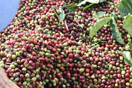 Nông dân lo lắng mất cả tỉ khi cơ sở mua cà phê nói phá sản: Công an nhanh chóng điều tra