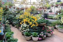 Tự tay trang trí nhà cửa, trồng 20 loài hoa trên sân thượng để chơi tết