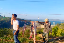 Câu được cá lăng đuôi đỏ khủng dài hơn 1,5 mét