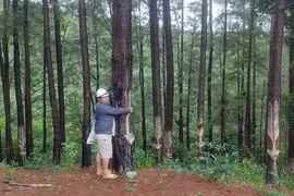 Doanh nghiệp trồng 'nhầm' hàng trăm ha rừng ngoài diện tích cho thuê