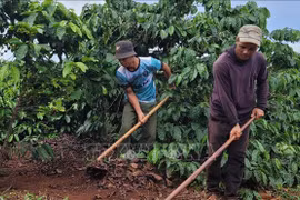 Mô hình cà phê gây quỹ giúp hộ nghèo Gia Lai phát triển sản xuất