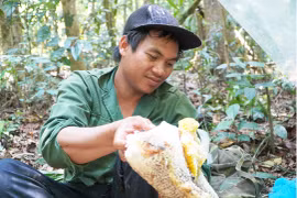 Theo chân những người tìm mật ong rừng 