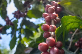 'Ông trùm' thế giới giảm sản lượng, giá cà phê đồng loạt tăng