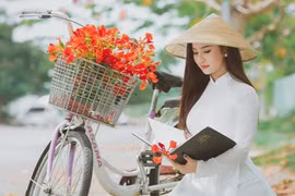 Rủ nhau chụp hình với những cây hoa phượng đỏ rực