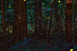 Lần đầu tiên Việt Nam có tour đêm băng rừng ngắm đom đóm, huyền ảo như cổ tích