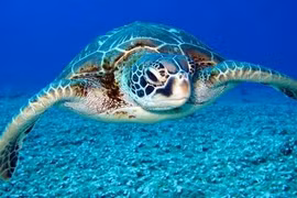 Vì sao ăn thịt rùa biển có thể gây ngộ độc?