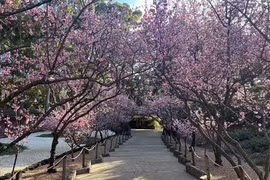 Trải nghiệm thú vị về văn hóa Nhật Bản tại 'xứ sở Chuột túi'