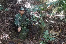 Bài học Sơn Trà