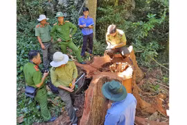 Không để xảy ra “điểm nóng” về xâm hại tài nguyên rừng tại Gia Lai