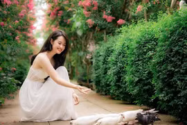 Giới trẻ thích thú khoe sắc bên hoa tường vi nở rộ