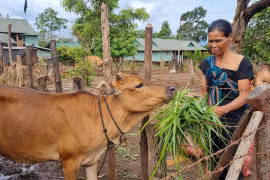 Phụ nữ Chư Păh thoát nghèo nhờ đa dạng sinh kế