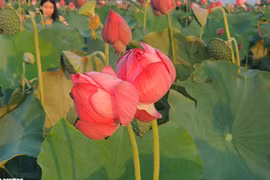 Hạt sen bổ dưỡng nhưng lưu ý gì khi ăn?