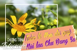 Tuần lễ Hoa Dã Quỳ - Núi lửa Chư Đang Ya