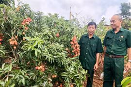 Cựu chiến binh Chư Păh giúp nhau vươn lên trong cuộc sống