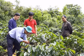 Ngọn lửa tình nguyện