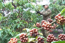 Nghịch lý cà phê tăng giá nhưng người nông dân không vui