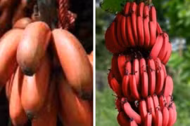 Ăn chuối đỏ có thể giúp cải thiện đường huyết 