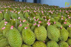 Kiểm tra 187 mã số vùng trồng và cơ sở đóng gói sầu riêng