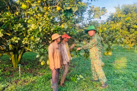 Người cao tuổi nêu gương phát triển kinh tế