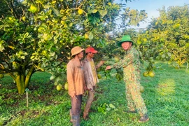 Người cao tuổi nêu gương phát triển kinh tế