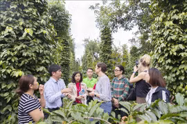 Thúc đẩy sản xuất và thương mại bền vững hồ tiêu Việt Nam