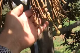 Xót xa nhiều vườn sầu riêng tiền tỉ rụng sạch trái