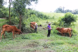 Đak Pơ đẩy mạnh chương trình giảm nghèo bền vững