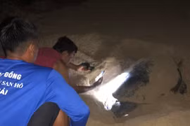 Rùa biển 90 kg đẻ trứng ở bãi biển Quy Nhơn sau 2 năm vắng bóng