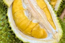 Sầu riêng 'hắt hơi', xuất khẩu rau quả giảm nhiệt