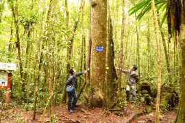 Tín chỉ carbon - Giải pháp khôi phục rừng Tây Nguyên - Bài 2: Kỳ vọng từ thị trường tín chỉ carbon