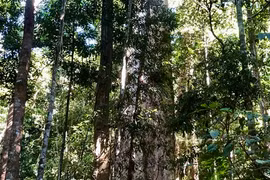 Tận thấy 'cột chống trời' hàng trăm tuổi giữa đại ngàn Tây Nguyên