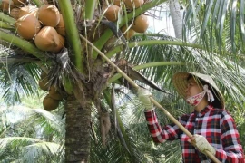 Thành phố ở Việt Nam: Bến Tre 'dừa ơi ta nhớ lắm nghe'