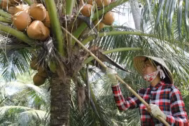 Thành phố ở Việt Nam: Bến Tre 'dừa ơi ta nhớ lắm nghe'