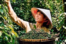 Giá hồ tiêu xuất khẩu tăng 45%