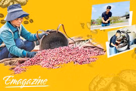  Cà phê Gia Lai hướng mạnh thị trường thế giới