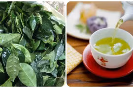 Uống nước chè tươi có tác dụng gì với sức khỏe?