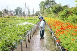 Thị trường hoa kiểng tết: Nơi trúng mùa, nơi trông ngóng thời tiết