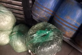 Hãi hùng 3 xưởng sản xuất giá đỗ ủ hóa chất độc hại