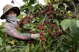 Xuất khẩu càphê của Việt Nam có thể đạt mức kỷ lục mới 
