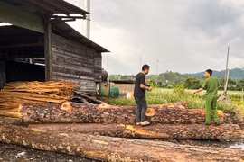 Khởi tố 4 bị can liên quan đến hàng chục khối gỗ trái phép trong xưởng cưa