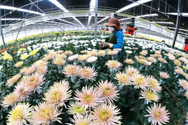 Hoa Đà Lạt và hành trình chinh phục thị trường quốc tế