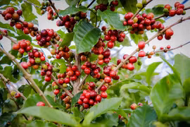 Giá cà phê hôm nay 29/4: vẫn tăng dù đang nghỉ lễ, vượt 134.000 đồng/kg