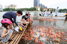 Chiêm ngưỡng hồ cá Koi rộng 3,5ha giữa lòng Hà Nội 