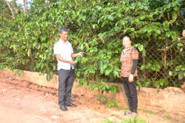 Khởi sắc Đak Sơ Mei