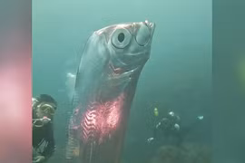'Cá tận thế' khổng lồ xuất hiện gần Đài Loan