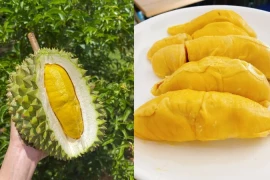 Sầu riêng Musang King - hàng hiếm giá trên trời bỗng rớt thảm